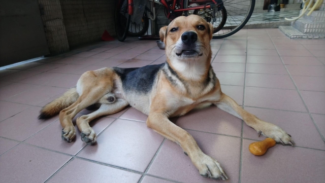 躺平又撒嬌，菜菜的日常-第二屆金腳印獎『毛孩鏡勾追』活動