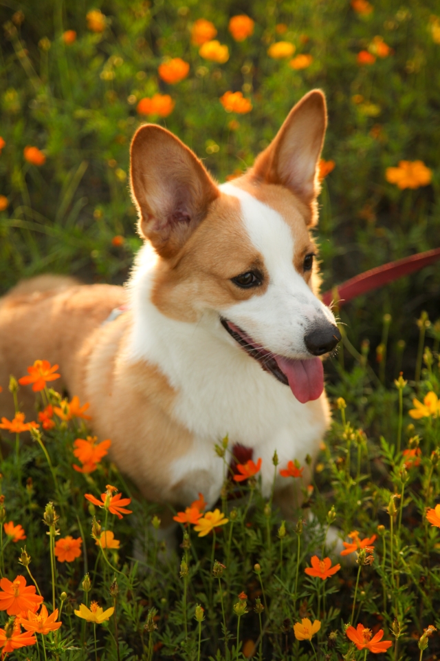 在盛夏時相遇-第二屆金腳印獎『毛孩鏡勾追』活動