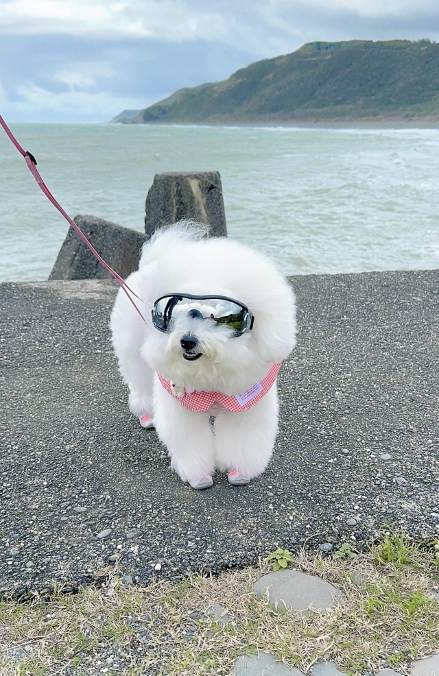 屏南海風，酷熊風情-第二屆金腳印獎『毛孩鏡勾追』活動