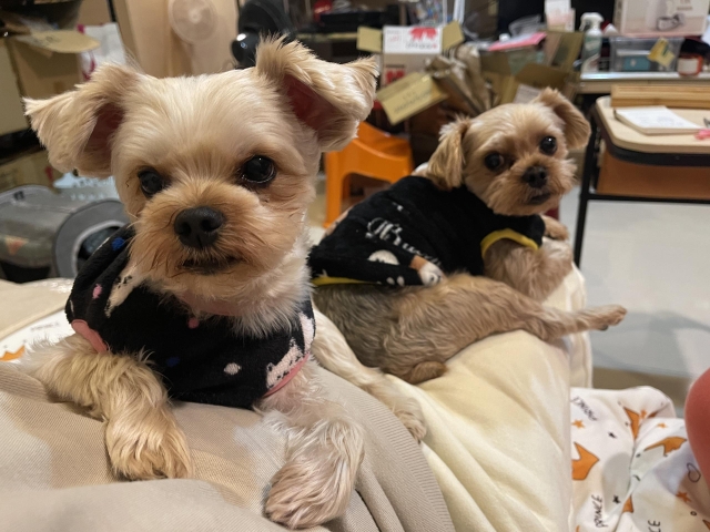 最愛爭風吃醋的大小寶-KZM曬出你的寵物好捧油