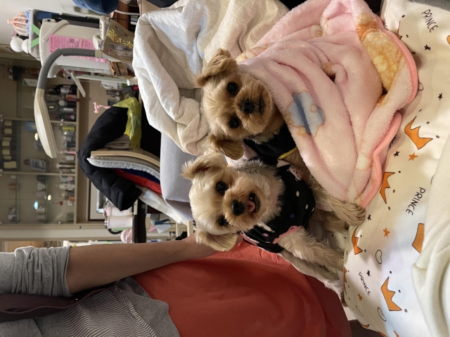 最愛爭風吃醋的大小寶-KZM曬出你的寵物好捧油