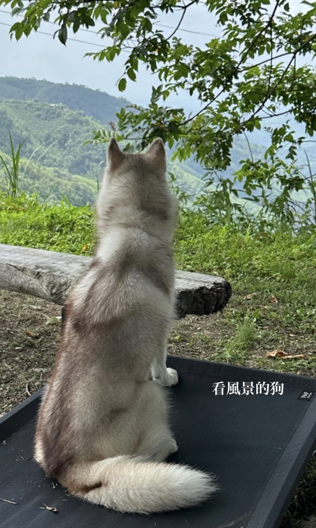 跟著茶茶露營去⛺️-KZM曬出你的寵物好捧油