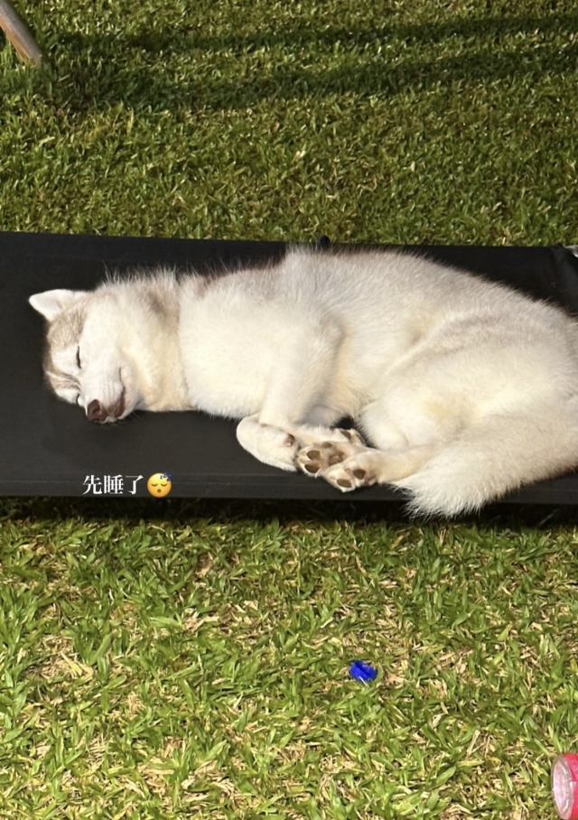 跟著茶茶露營去⛺️-KZM曬出你的寵物好捧油