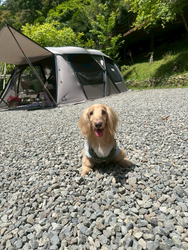 愛露營的臘腸狗⛺️-KZM曬出你的寵物好捧油