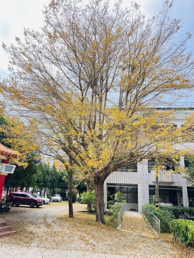 西港DOC-謝春好-時光落葉，記憶長存 -南高輔導團隊114年數位加值競賽-家鄉的痕跡攝影競賽