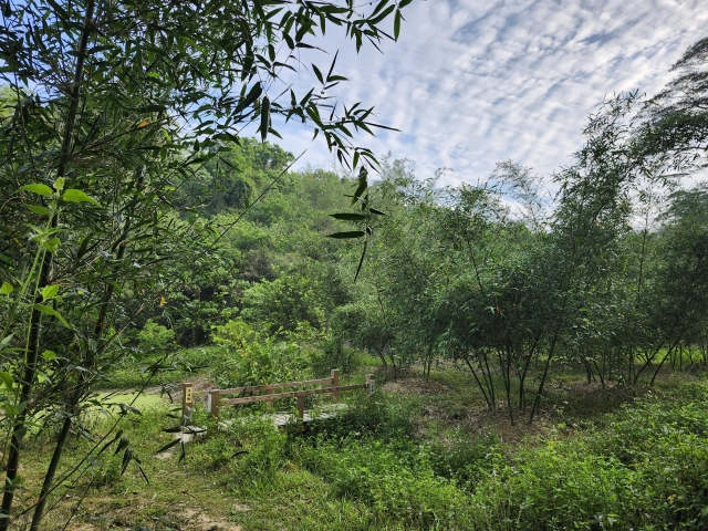 新化DOC-邱保治-筍園裡的幸福橋-南高輔導團隊114年數位加值競賽-家鄉的痕跡攝影競賽