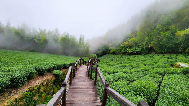 龍崎DOC-盧英雪-走進雲裡的茶香-南高輔導團隊114年數位加值競賽-家鄉的痕跡攝影競賽