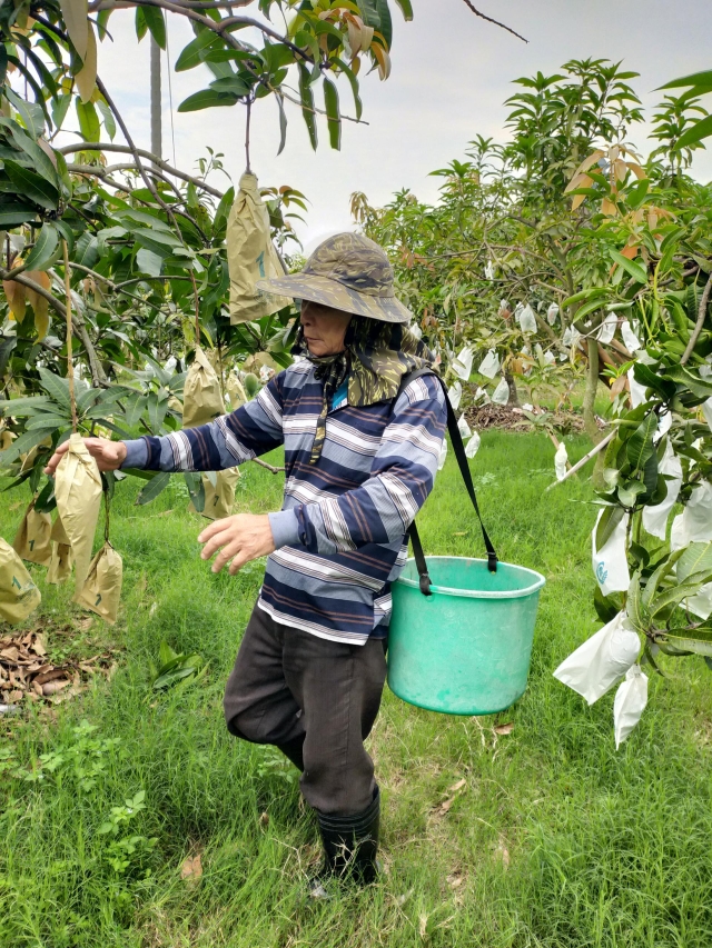 燕巢DOC-黃雅琪-芒果採收期-南高輔導團隊114年數位加值競賽-家鄉的痕跡攝影競賽
