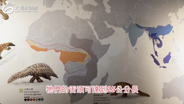  國小高年級中文組 潛力獎 -2025六福永續獎: 最佳人氣影片