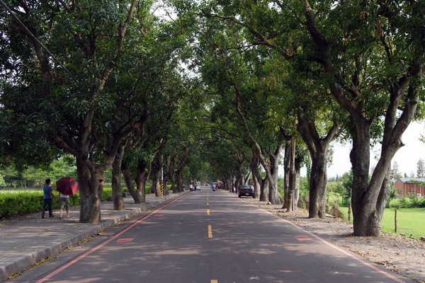 古坑綠色隧道公園-雲林100+景點徵選