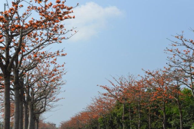 崙背木棉花道-雲林100+景點徵選