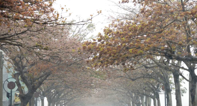 二崙掌葉蘋婆隧道-雲林100+景點徵選
