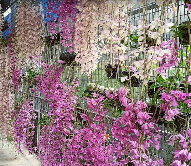 莿桐忠雲宮（石斛蘭花）-雲林100+景點徵選
