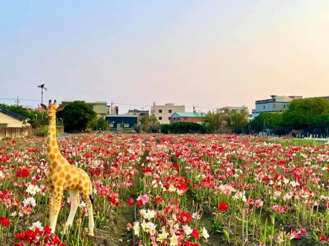 四湖長春園藝孤挺花園-雲林100+景點徵選