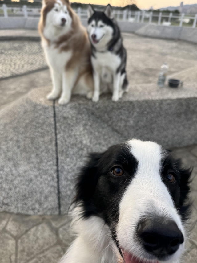 搶鏡頭的狗狗(迎風狗公園)-【毛起來拍！紀錄臺北狗公園的幸福瞬間】攝影徵稿與網路票選活動