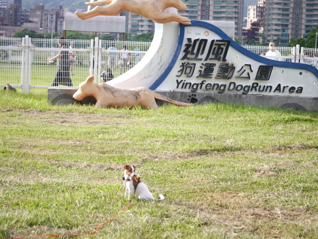 齁牙與他的朋(於迎風狗公園)-【毛起來拍！紀錄臺北狗公園的幸福瞬間】攝影徵稿與網路票選活動
