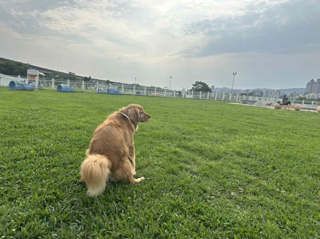 我和captain的早晨(迎風狗公園)-【毛起來拍！紀錄臺北狗公園的幸福瞬間】攝影徵稿與網路票選活動