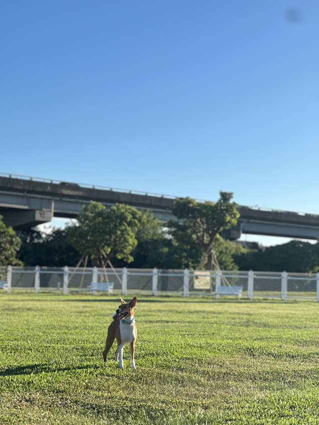 迎風狗公園（於迎風狗運動公園）-【毛起來拍！紀錄臺北狗公園的幸福瞬間】攝影徵稿與網路票選活動