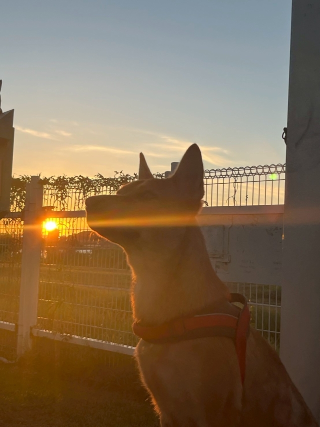 迎風狗運動公園（於迎風狗運動公園）-【毛起來拍！紀錄臺北狗公園的幸福瞬間】攝影徵稿與網路票選活動