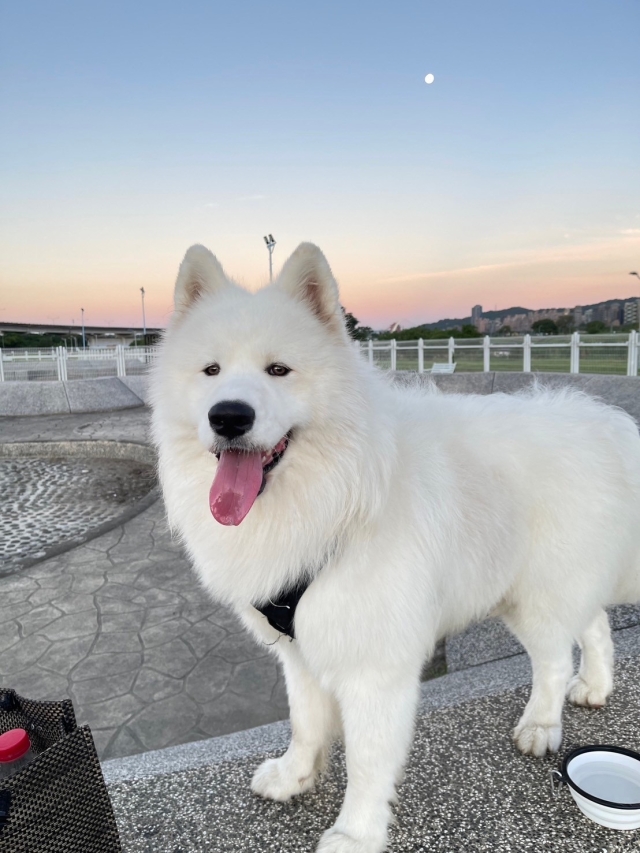 滿足（於迎風狗運動公園）-【毛起來拍！紀錄臺北狗公園的幸福瞬間】攝影徵稿與網路票選活動