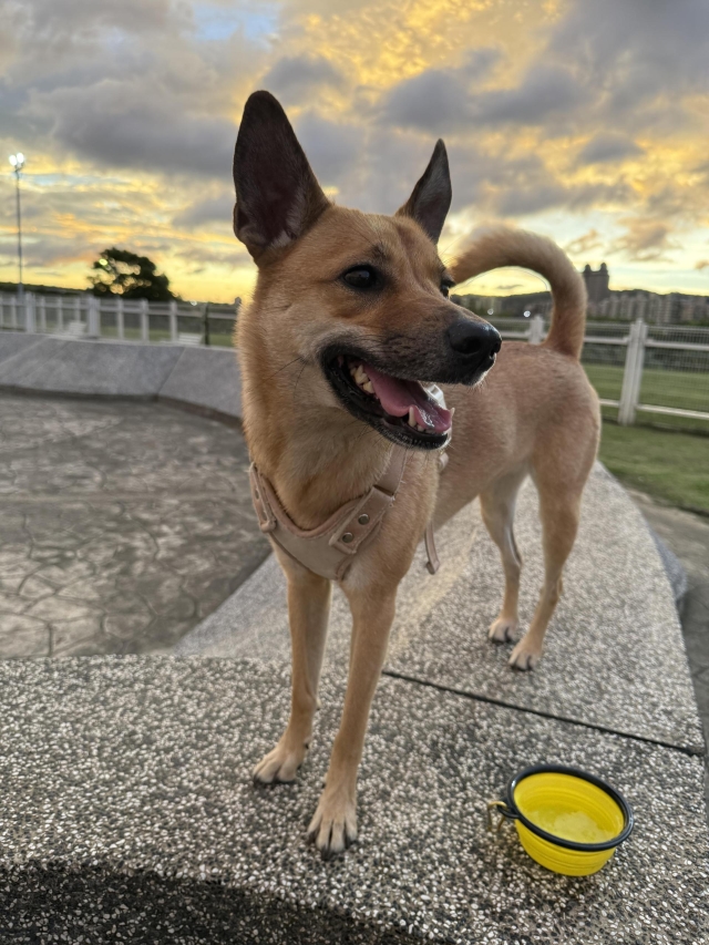 迎風狗狗公園散步日常（於迎風狗運動公園）-【毛起來拍！紀錄臺北狗公園的幸福瞬間】攝影徵稿與網路票選活動
