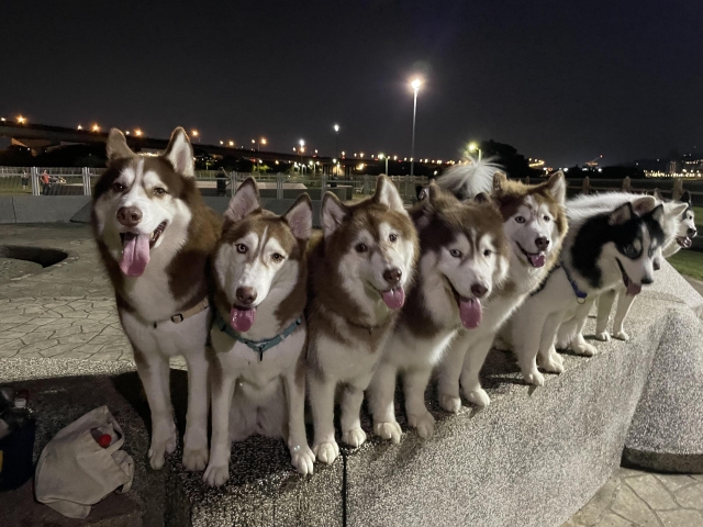 迎風狗公園（於迎風狗運動公園）-【毛起來拍！紀錄臺北狗公園的幸福瞬間】攝影徵稿與網路票選活動
