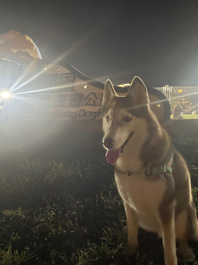 迎風狗公園（於迎風狗運動公園）-【毛起來拍！紀錄臺北狗公園的幸福瞬間】攝影徵稿與網路票選活動