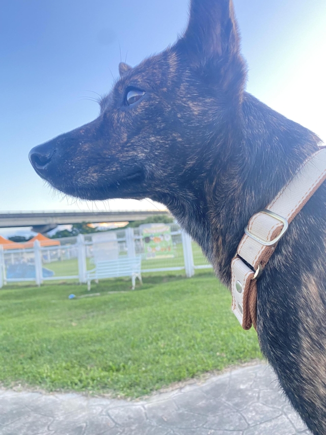 狗狗遛達迎風狗狗公園（於迎風狗運動公園）-【毛起來拍！紀錄臺北狗公園的幸福瞬間】攝影徵稿與網路票選活動