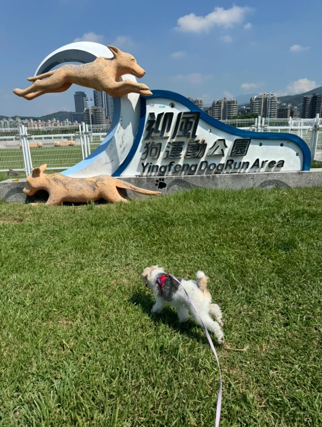 我的風狗日記（於迎風狗運動公園）-【毛起來拍！紀錄臺北狗公園的幸福瞬間】攝影徵稿與網路票選活動