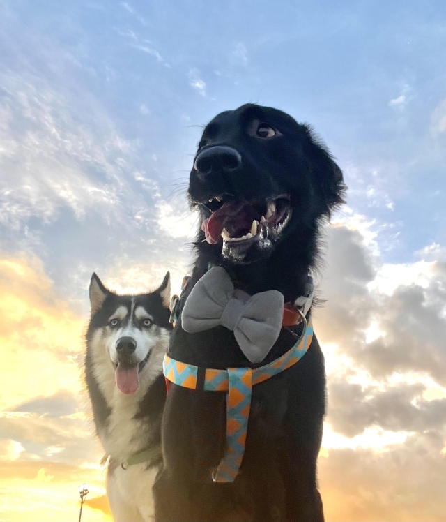 With my buddy :) （迎風狗公園）-【毛起來拍！紀錄臺北狗公園的幸福瞬間】攝影徵稿與網路票選活動