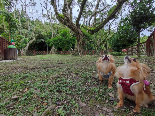頭上有松鼠！！！(青峰狗活動區)-【毛起來拍！紀錄臺北狗公園的幸福瞬間】攝影徵稿與網路票選活動