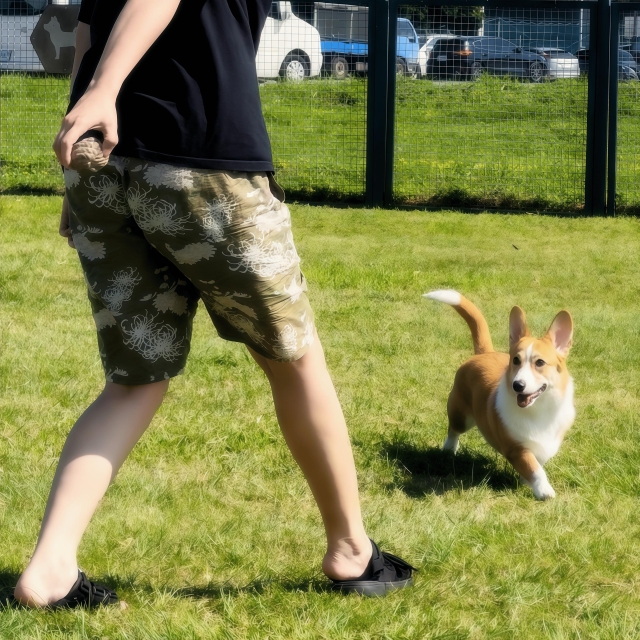 「爸爸，球！」（華江狗活動區）-【毛起來拍！紀錄臺北狗公園的幸福瞬間】攝影徵稿與網路票選活動