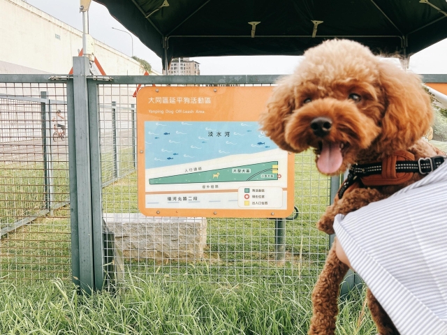 快樂狗福仔(延平狗活動區)-【毛起來拍！紀錄臺北狗公園的幸福瞬間】攝影徵稿與網路票選活動