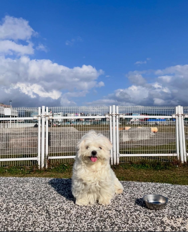 一隻胖胖燦笑(迎風狗公園)-【毛起來拍！紀錄臺北狗公園的幸福瞬間】攝影徵稿與網路票選活動