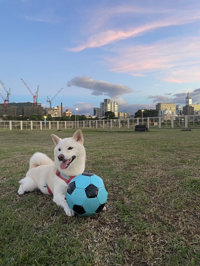 貝拉守球員(週美里狗公園)-【毛起來拍！紀錄臺北狗公園的幸福瞬間】攝影徵稿與網路票選活動