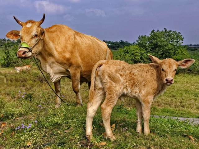 3-東港溪畔的牛（母子）-2-2025大潮藝文市集系列活動~潮州之美攝影比賽人氣獎票選活動