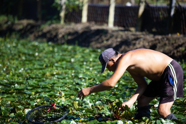 10-採紅菱-6-2025大潮藝文市集系列活動~潮州之美攝影比賽人氣獎票選活動