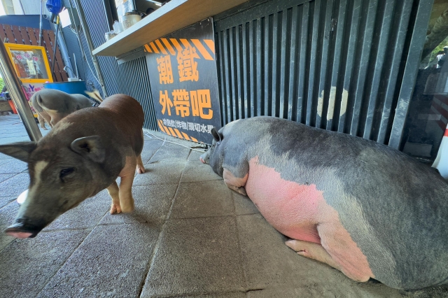 30-寵物天堂1-16-2025大潮藝文市集系列活動~潮州之美攝影比賽人氣獎票選活動