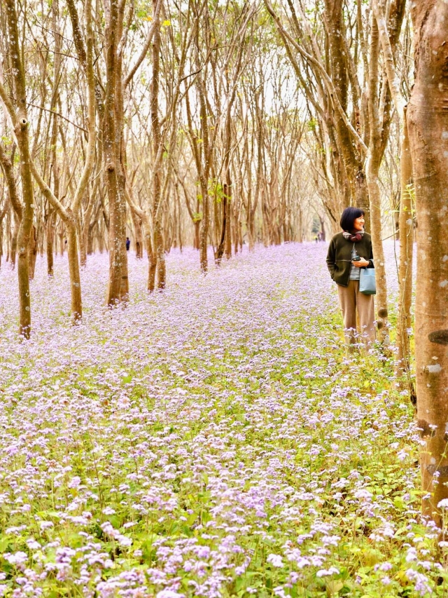 34-霍薊花海-18-2025大潮藝文市集系列活動~潮州之美攝影比賽人氣獎票選活動