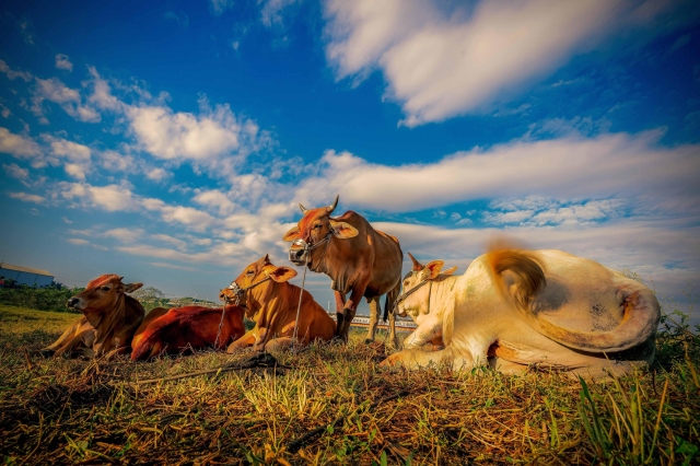 50-溪畔又見野牛群-26-2025大潮藝文市集系列活動~潮州之美攝影比賽人氣獎票選活動