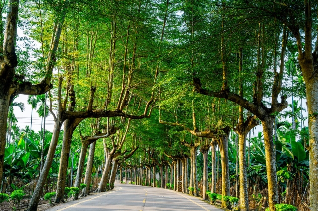 80-美麗的綠色隧道-41-2025大潮藝文市集系列活動~潮州之美攝影比賽人氣獎票選活動