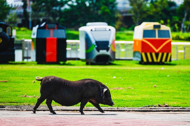 93-潮鐵「豬站長」的列車巡禮-48-2025大潮藝文市集系列活動~潮州之美攝影比賽人氣獎票選活動