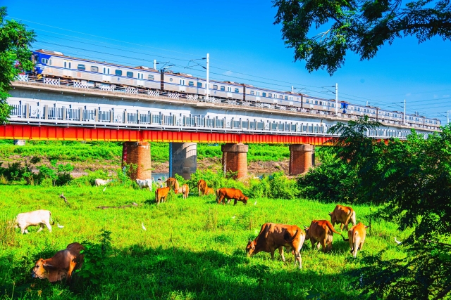 94-鐵橋下放牛吃草-48-2025大潮藝文市集系列活動~潮州之美攝影比賽人氣獎票選活動