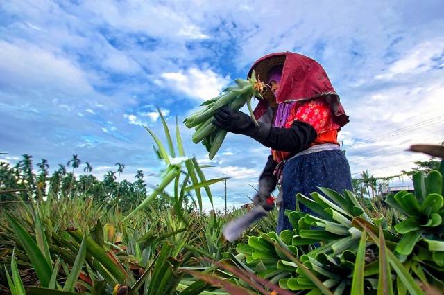 110-秋植鳳梨-58-2025大潮藝文市集系列活動~潮州之美攝影比賽人氣獎票選活動