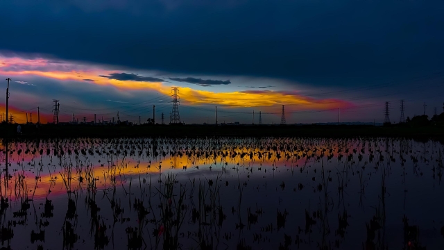 詩雨寇達 哈士奇寶寶 cover -《哈士奇寶寶》育成計畫Cover & Remix 創作比賽